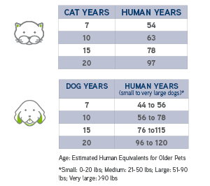 dogs-cats-in-human-years